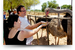 Highgate Ostrich Show Farm