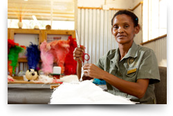 Highgate Ostrich Show Farm