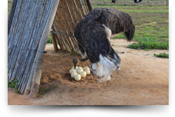 Highgate Ostrich Show Farm