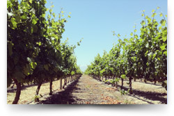 The Travelling Vineyard