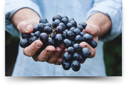 The Travelling Vineyard