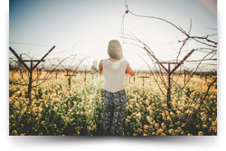 The Travelling Vineyard